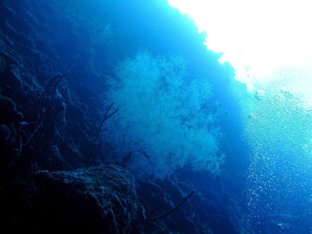 The precious black corals are also common on the wall faces, rarely above 150 ft depth due to prior harvesting for the jewelry trade. Picture
