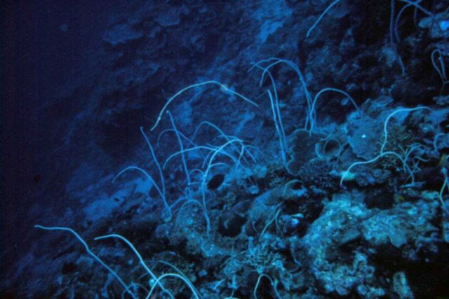 As light becomes limiting in the deep reef fewer hard corals are able to survive, but many species of soft corals and black corals serve the same func Picture