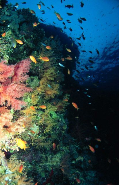 The biodiversity of vertical walls can be impressive, as this photo from the Indo-Pacific region demonstrates. Picture