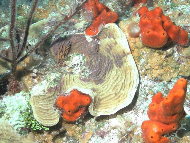 This lettuce coral (Agaricia sp.) is one of the most common corals on the reefs of Little Cayman Picture