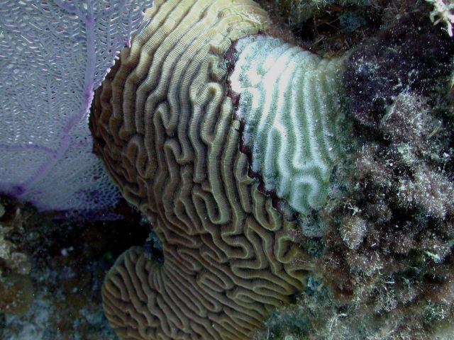 Black Band Disease was one of the first coral diseases identified back in the 1970s, and is still one of the most prevalent diseases on reefs worldwid Picture