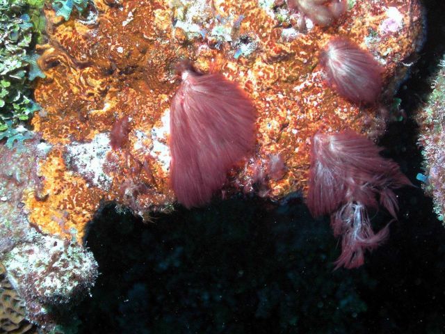 In general, most microorganisms are too small to be seen with the naked eye Picture
