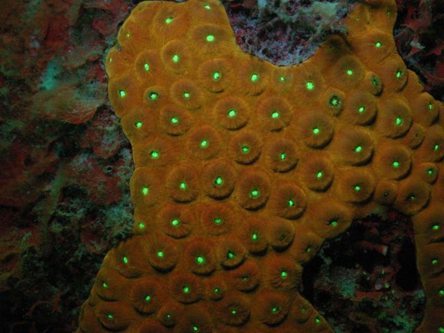 Monsatrea cavernosa exhibiting orange fluorescence and green fluorescence in the mouth of the polyps. Picture