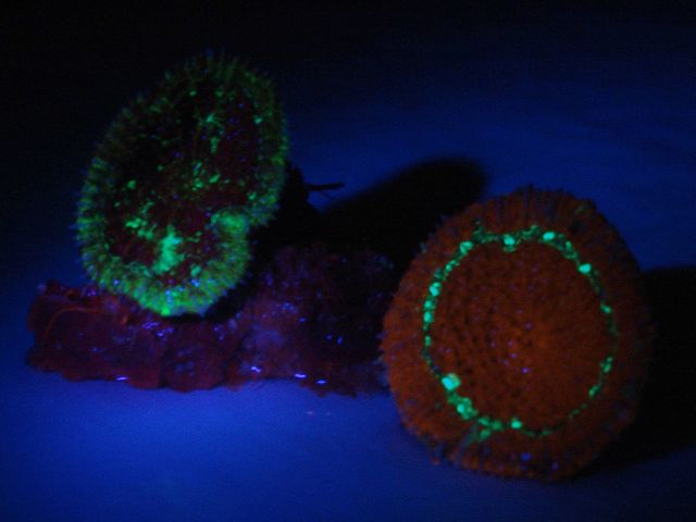 Two examples of the solitary coral, scolymia cubensis, found at a depth of 150 feet Picture