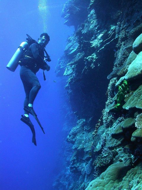 A diver explores the vertical distribution of corals on a Pacific wall. Picture