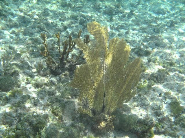 Yellow sea fan, algae, and fire coral Picture
