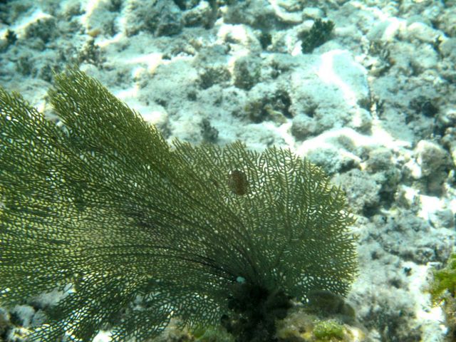 Yellow sea fan with flamingo tongue cowry. Picture