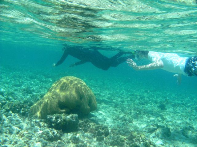 Snorkelers over massive brain coral. Picture