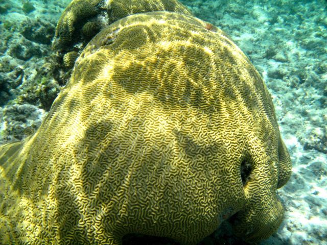 Massive brain coral showing distinctive patterning Picture