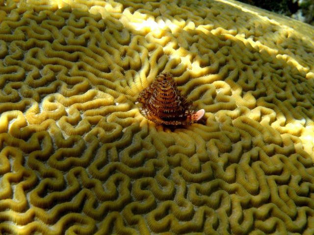 Christmas tree worm on massive brain coral see reef3894 and reef 3895 for scale. Picture