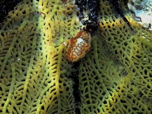Flamingo tongue cowrie on greenish-yellow sea fan Picture