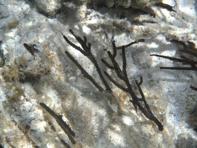 Black coral branches on white carbonate sediment background. Picture