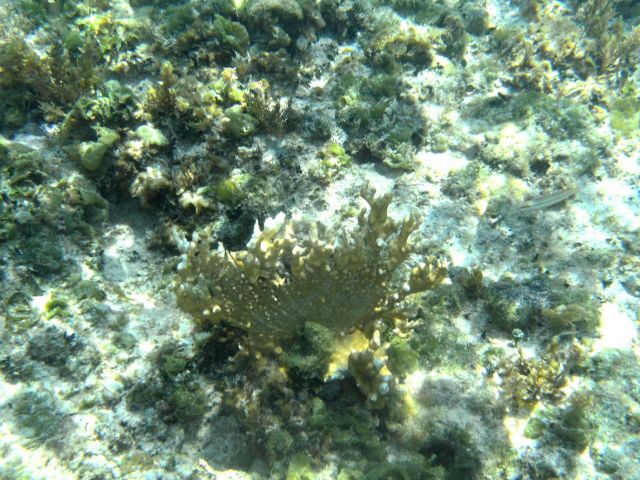Fire coral Picture