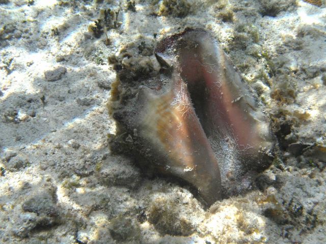 A long empty queen conch shell with small tube worms colonizing its insides. Picture