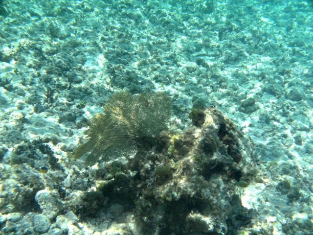 Yellow gorgonian coral sea fan Picture