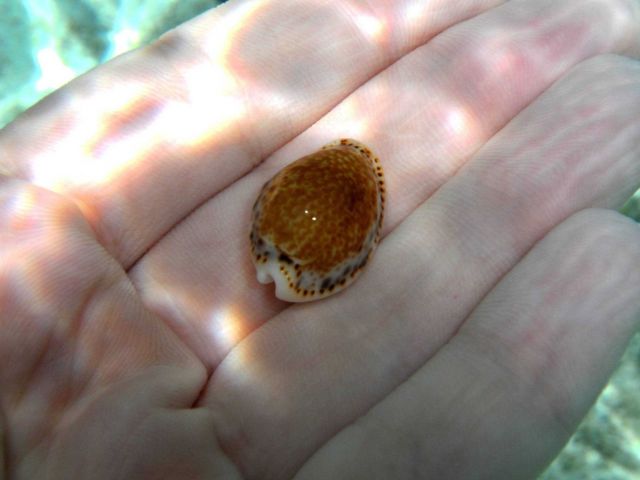 Cowrie shell Picture