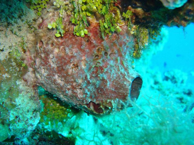 Pink shallow sponge (Ircinia sp.) Picture
