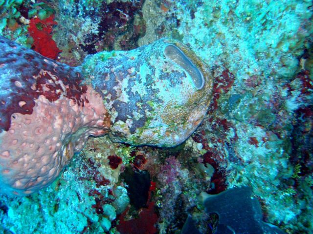 Sponge (Ircinia sp.) Picture