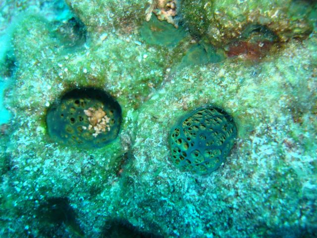 Sponge -Verongula sp.(aff rigida) Picture