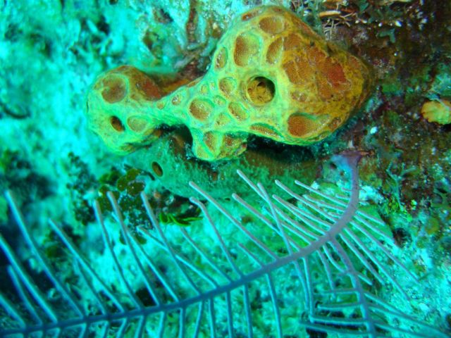 Sponge (Smenospongia aurea) Picture