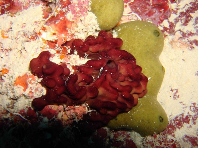 Sponge (Oscarella sp.) Picture