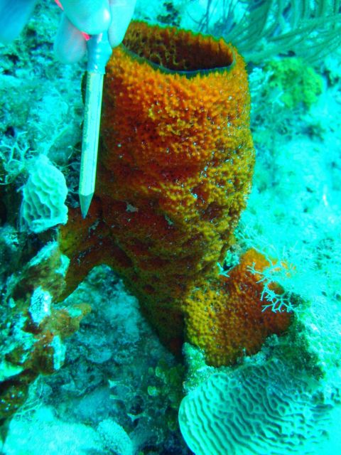 Sponge (Mycale jamacensis) Picture
