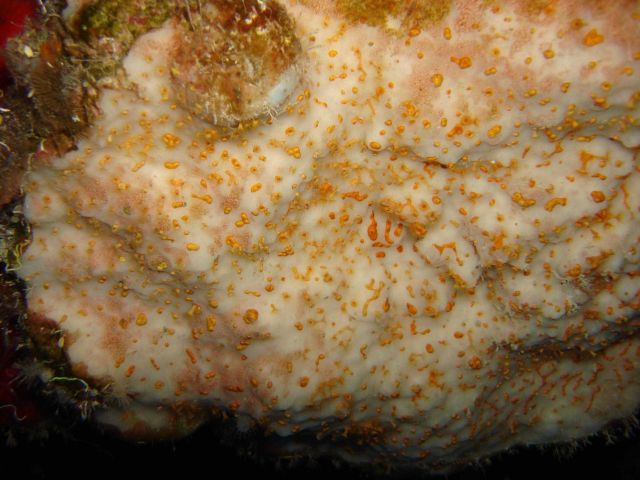 Cake shaped sponge (Topsentia ophiraphidites) Picture