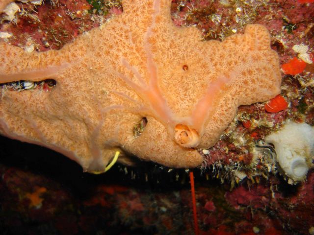 Sponge (Spirastrella sp Picture