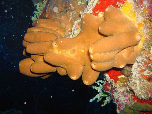 Yellow sponge (Agelas sp Picture