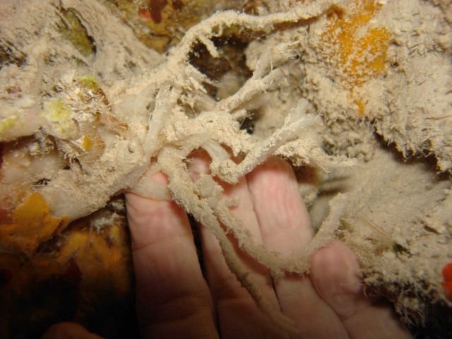 White dirty sponge (Topsentia sp.) Picture