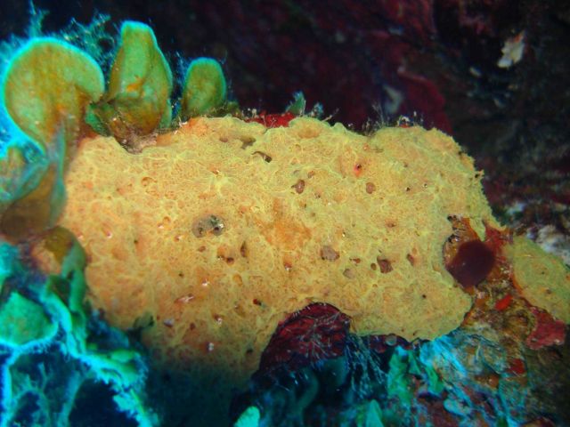 Sponge (Clathria schoenus ?) Picture