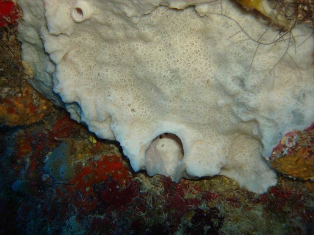 White sponge Picture
