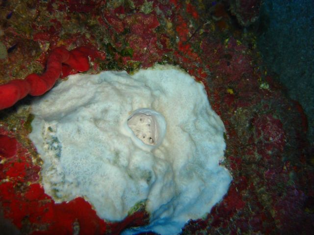 White sponge Picture