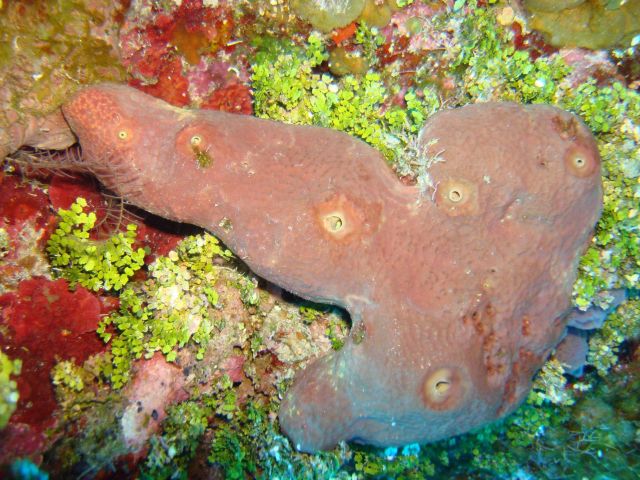 Sponge (Smenospongia aurea) Picture
