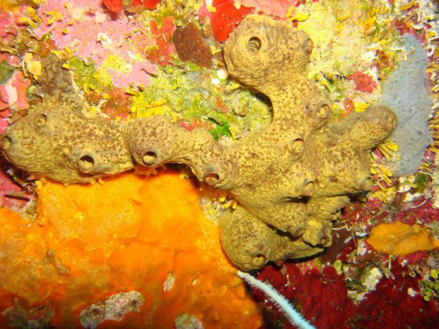 Sponge (Iotrochota atra) Picture