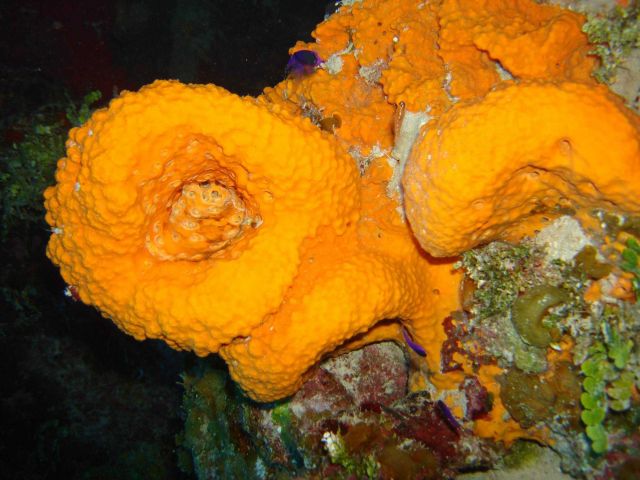 Sponge (Agelas citrina) Picture