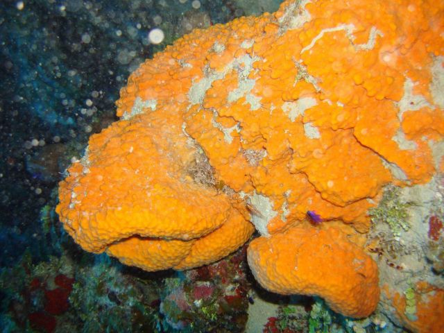 Sponge (Agelas citrina) Picture