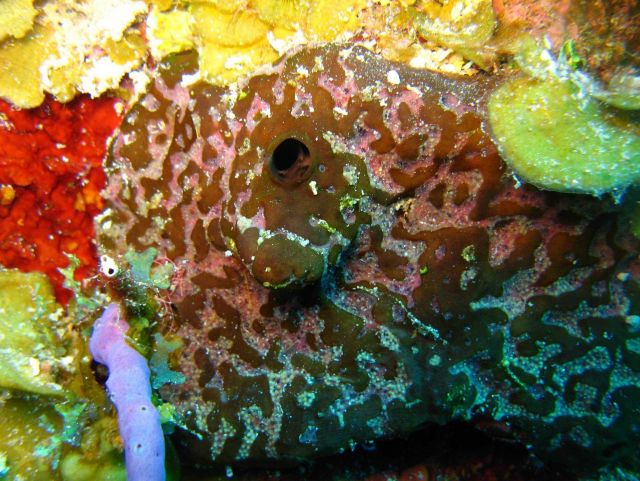 Sponge - Chimera of Plakortis and Haliclona (maybe) Picture