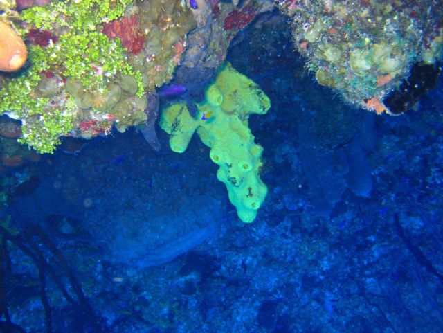 Coral Kingdom Collection Picture