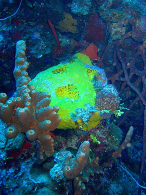 Coral Kingdom Collection Picture