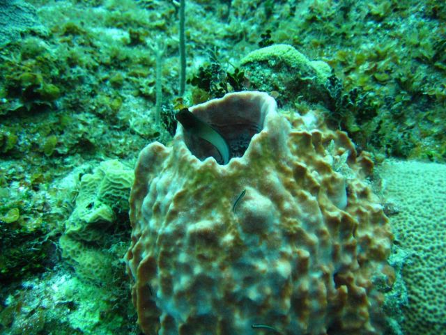 Coral Kingdom Collection Picture