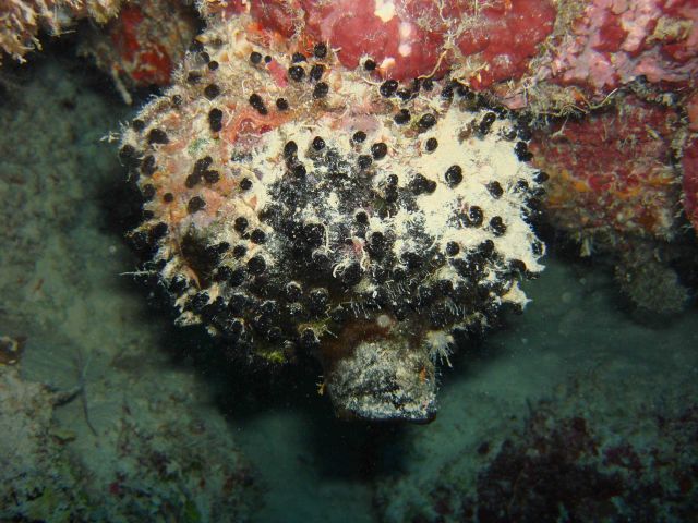 Sponge (Oceanapia bartschi) Picture