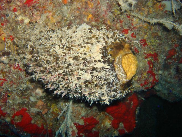 Sponge (Oceanapia bartschi) Picture