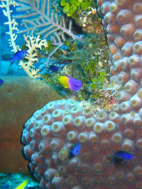 Coral Kingdom Collection Picture