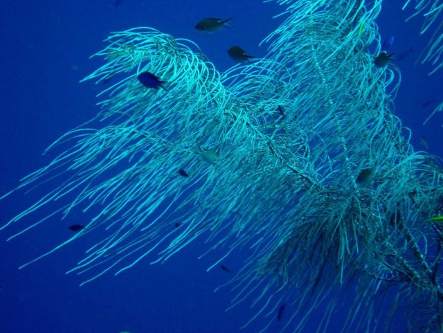 Coral Kingdom Collection Picture