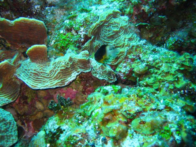 Coral Kingdom Collection Picture
