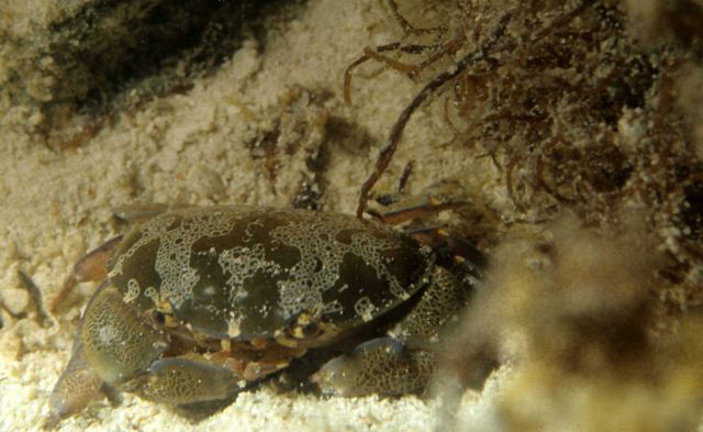 One Tree Reef Picture