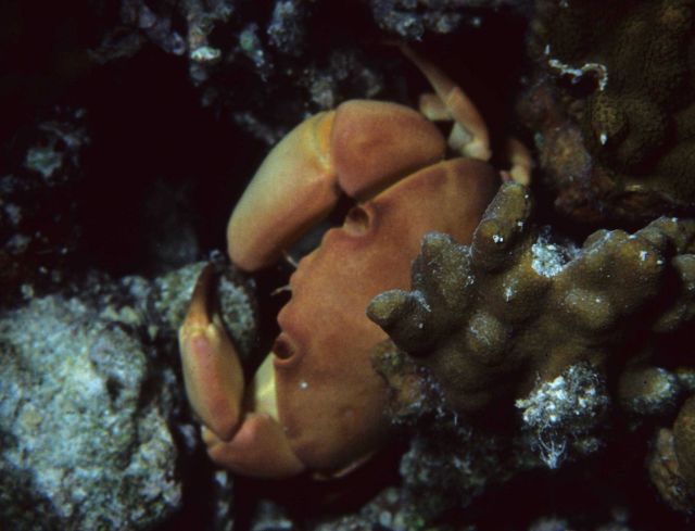 One Tree Reef Picture