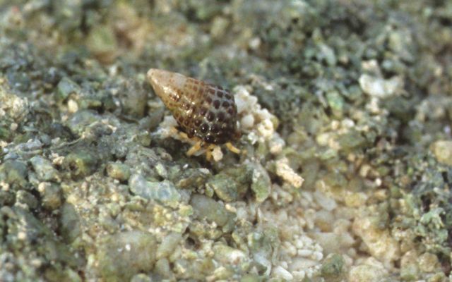 Heron Island Picture