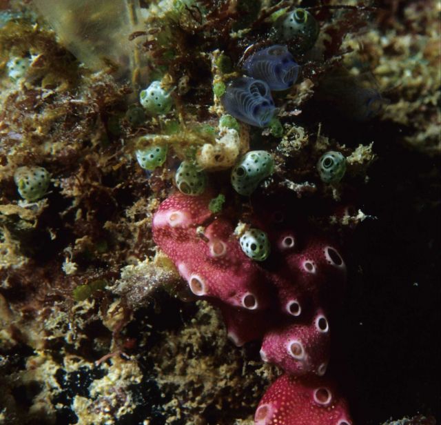 One Tree Reef Picture